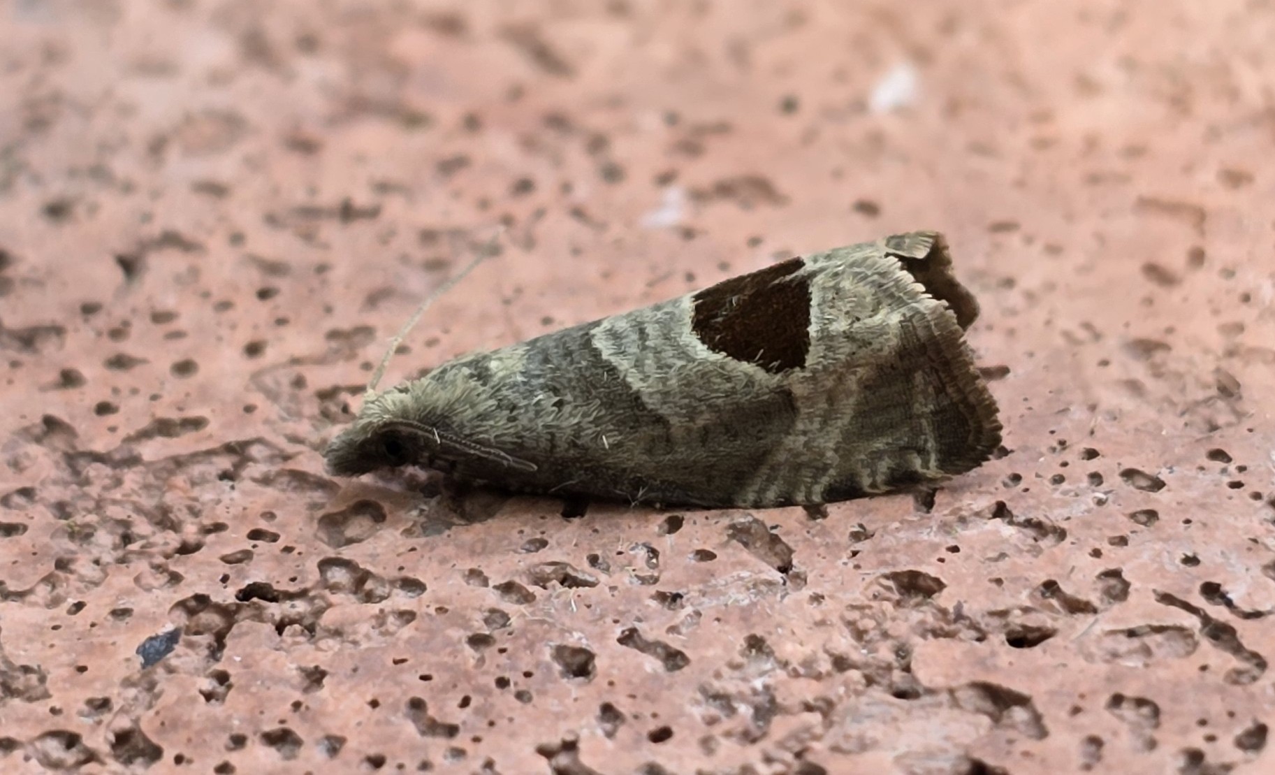 Photo of Bramble Shoot Moth (Notocelia uddmanniana)